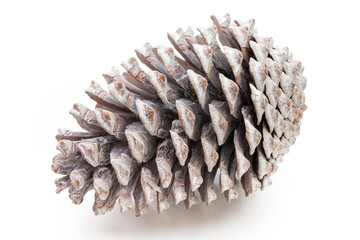 Christmas pine cone on white background.