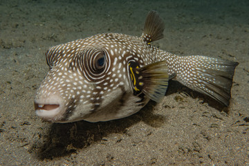 Fish swim in the Red Sea, colorful fish, Eilat Israel © yeshaya