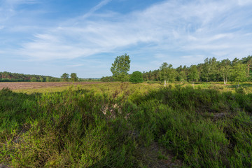 Fototapeta premium Behringer Heide in der Lüneburger Heide