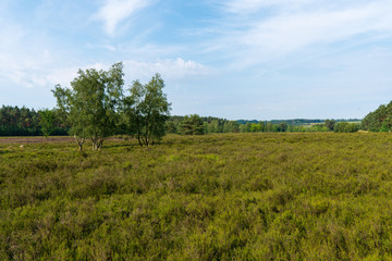 Fototapeta na wymiar Behringer Heide in der Lüneburger Heide
