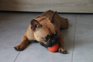 Fototapete bei efototapeten.de bestellen   