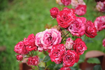 Little pink roses on a green background