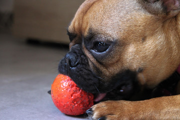 Fototapete bei efototapeten.de bestellen   