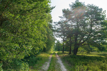 Obraz premium Forstweg in der Lüneburger Heide