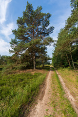 Fototapeta na wymiar Forstweg in der Lüneburger Heide