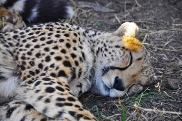 Cheetah