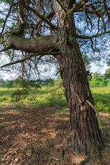 Fototapeta premium Markanter Baum in der Lüneburger Heide