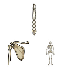 Vector design of bone and skeleton symbol. Set of bone and human vector icon for stock.