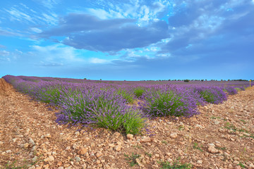 Obraz premium Colorful landscape corner view of a lavender cultivation field at sunset during the july lavender festival near the medieval town of Brihuega, Guadalajara, Alcarria, Castilla la Mancha, Spain.