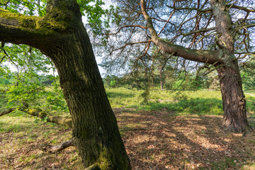 Fototapeta premium Markanter Baum in der Lüneburger Heide