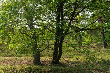 Fototapeta na wymiar Markanter Baum in der Lüneburger Heide