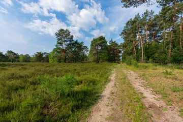 Forstweg in der Lüneburger Heide