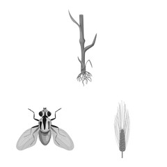 Vector design of rye and plant sign. Set of rye and corn stock symbol for web.