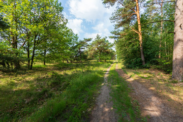 Forstweg in der Lüneburger Heide