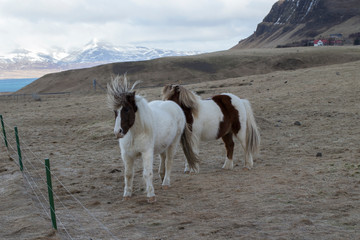 Fototapeta na wymiar wild iceland horses with snow