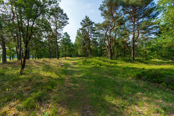 Fototapeta na wymiar Lichtung im Wald in der Lüneburger Heide