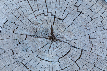 Obraz premium The gray wood or timber background or texture of cutted away or sawn old rotten tree