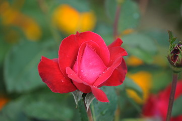 Red rose bud on green and yellow background