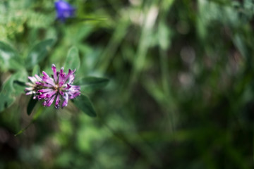Fleurs des Alpes