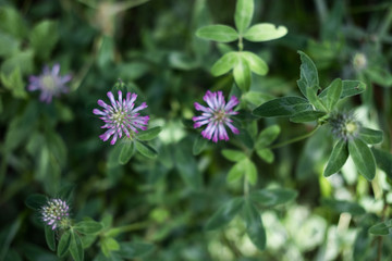Fototapeta premium Fleurs des Alpes