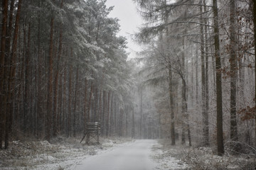 forest road in winter