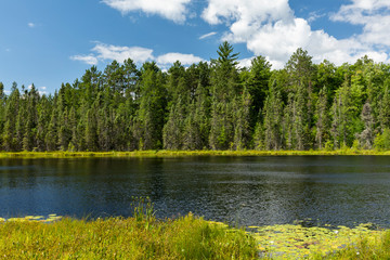 Savanna Pond Scenic Landscape