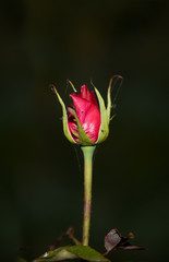 Art photo rose petals isolated on the natural blurred background. Closeup. For design, texture, background. Nature.