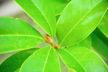 Close up of green leaves with a flower bud