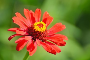 Big red flower in the garden. Background for greeting card.