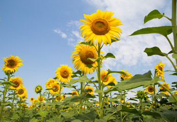 .scenic sunflower field, beautiful landscape