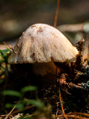 Close-Up Pilz vor Waldboden