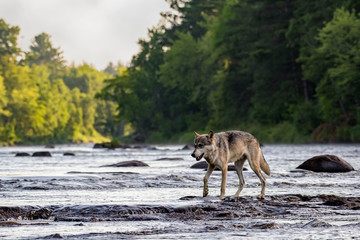 Fototapeta na wymiar Grey Wolf walking across Rocks in a Flowing River