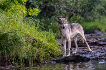Grey Wolf poised on the Rocky Bank of a Flowing River