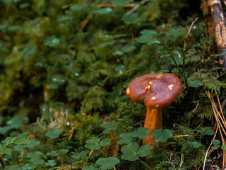 Close-Up Pilz vor Waldboden