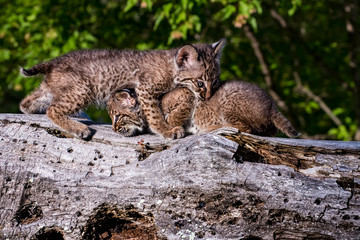 Naklejka na ściany i meble Two Bobcat Kittens Playing Together on an old Fallen Log