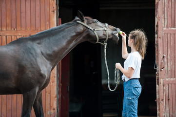 Beautiful black horse treats from young teenage girl's hand