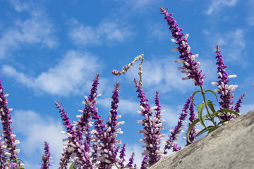 White and purple flowers on blue sky background. Wild blooming flowers. Provence nature. Spring meadow. Summer in garden. 