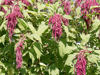 Amaranthus caudatus | Amarante queue-de-renard à inflorescence en panicules retombantes rouge...