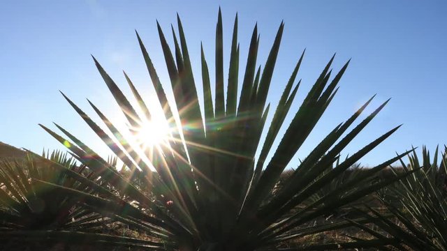 TIMELAPSE AGAVE