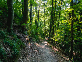 Fototapeta na wymiar Footpath in a deciduous green forest on a summer sunny day. The coast of the North Caucasus.