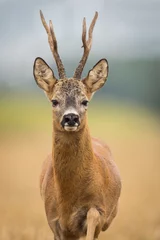 Tuinposter Roebuck - buck (Capreolus capreolus) Roe deer - goat © szczepank