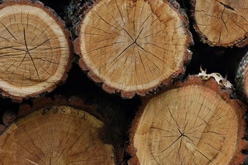 Naklejka premium Dry logs are piled in a heap. Firewood for heating village houses.
