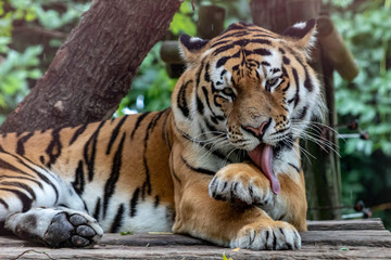 Naklejka premium Tiger in an zoo in Lignano, parco zoo punta verde