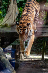 Tiger in an zoo in Lignano, parco zoo punta verde