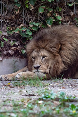 Lion in an zoo in Lignano, parco zoo punta verde