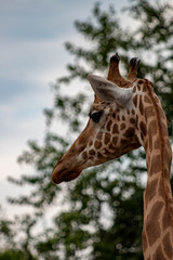 giraffe in an zoo in Lignano, parco zoo punta verde