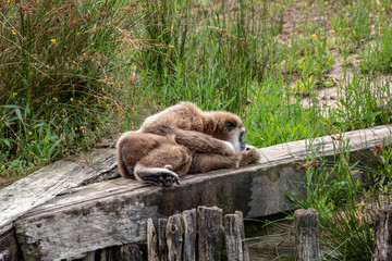 handed gibbon in an zoo in Lignano, parco zoo punta verde