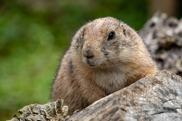 prairie dog in an zoo in Lignano, parco zoo punta verde