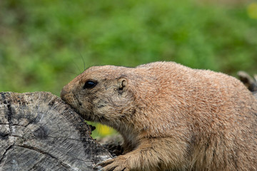 prairie dog in an zoo in Lignano, parco zoo punta verde