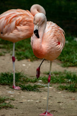 Fototapeta na wymiar flamingo in an zoo in Lignano, parco zoo punta verde